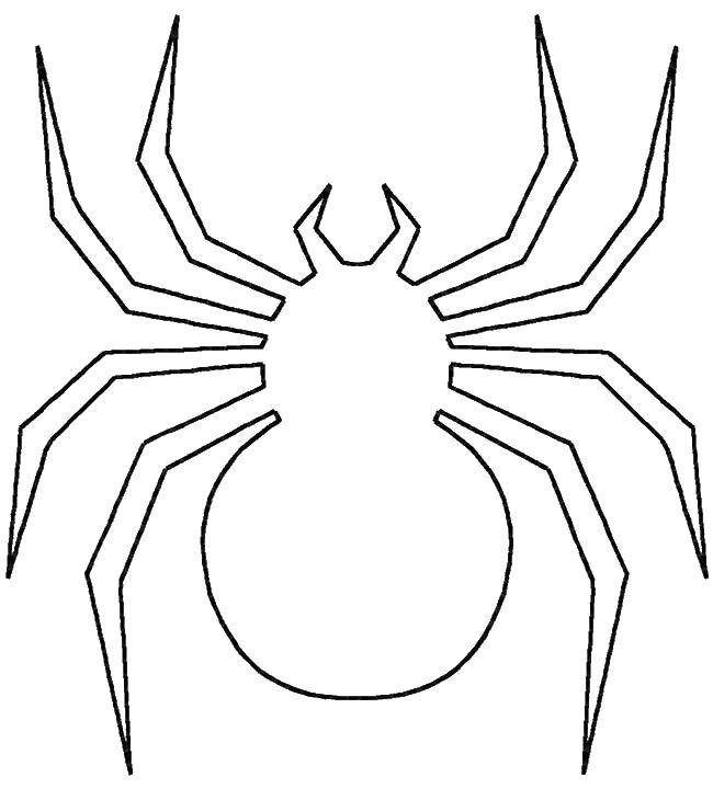 Контур паук насекомые для раскраски (паук, насекомые)