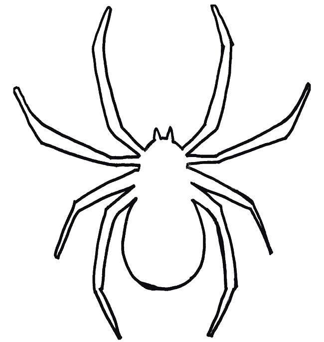 Раскраска контур паука и других насекомых для детей (паук)
