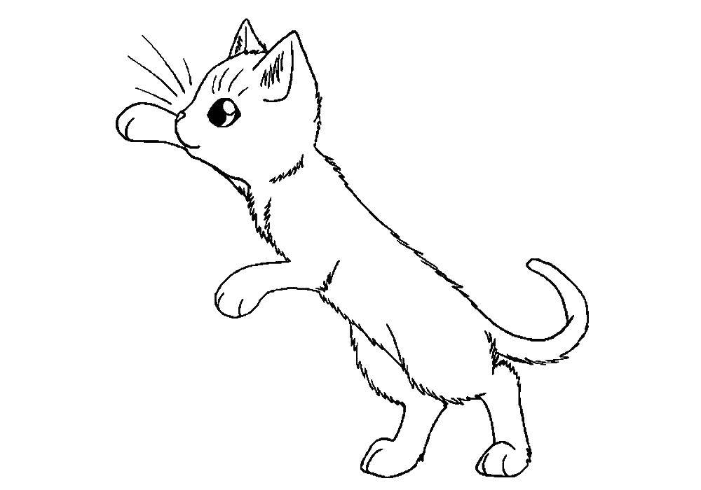 Картинка раскраски с котятами и щенками котенком (котята, щенки, развивающие, задания)