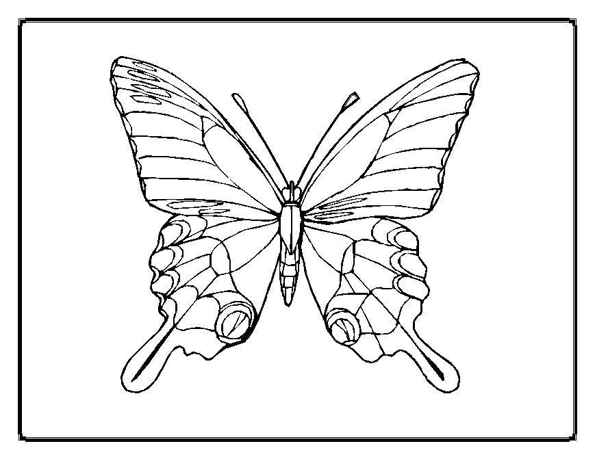Раскраска бабочки крылья для девочек (бабочки, крылья)