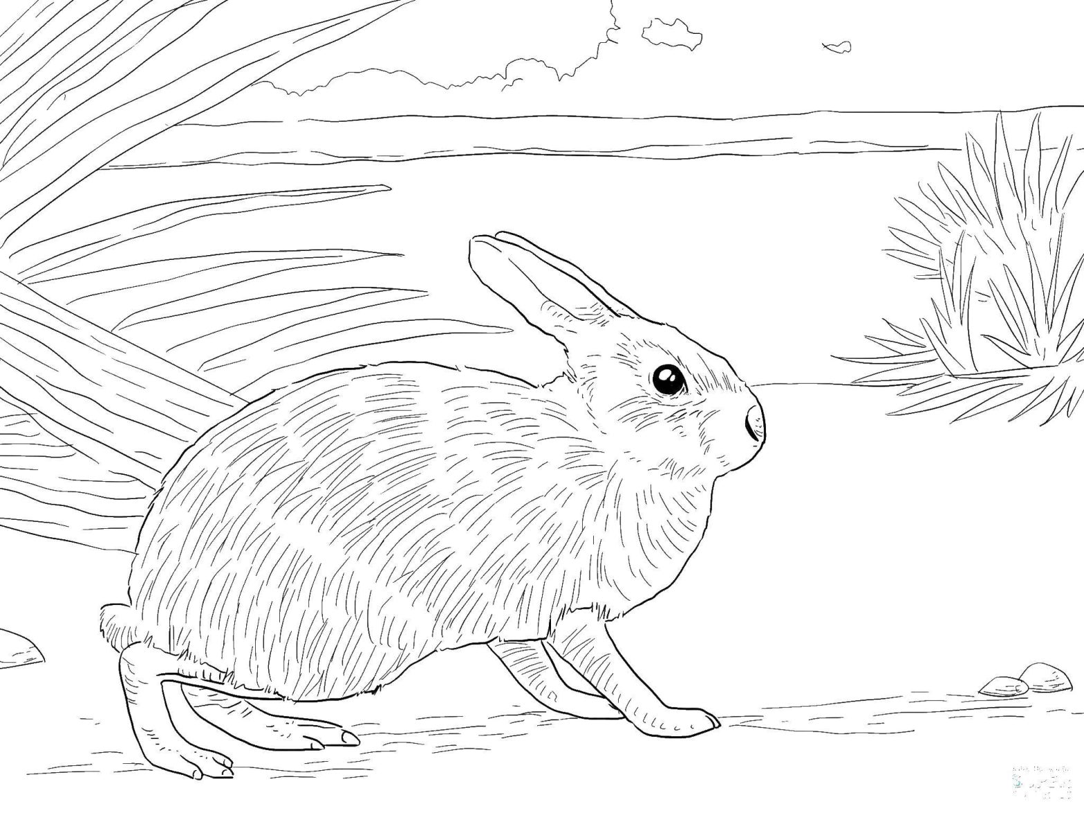 Раскраски кролика и зайчика для развития детского воображения мелкой моторики (кролик, зайчик)