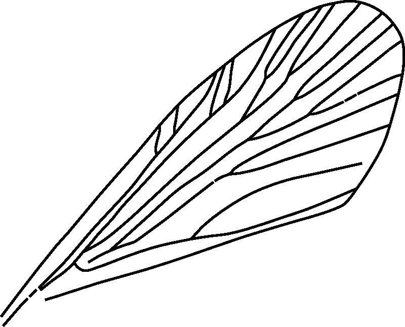 Раскраска с контурами насекомых крыльев для детей (крылья)