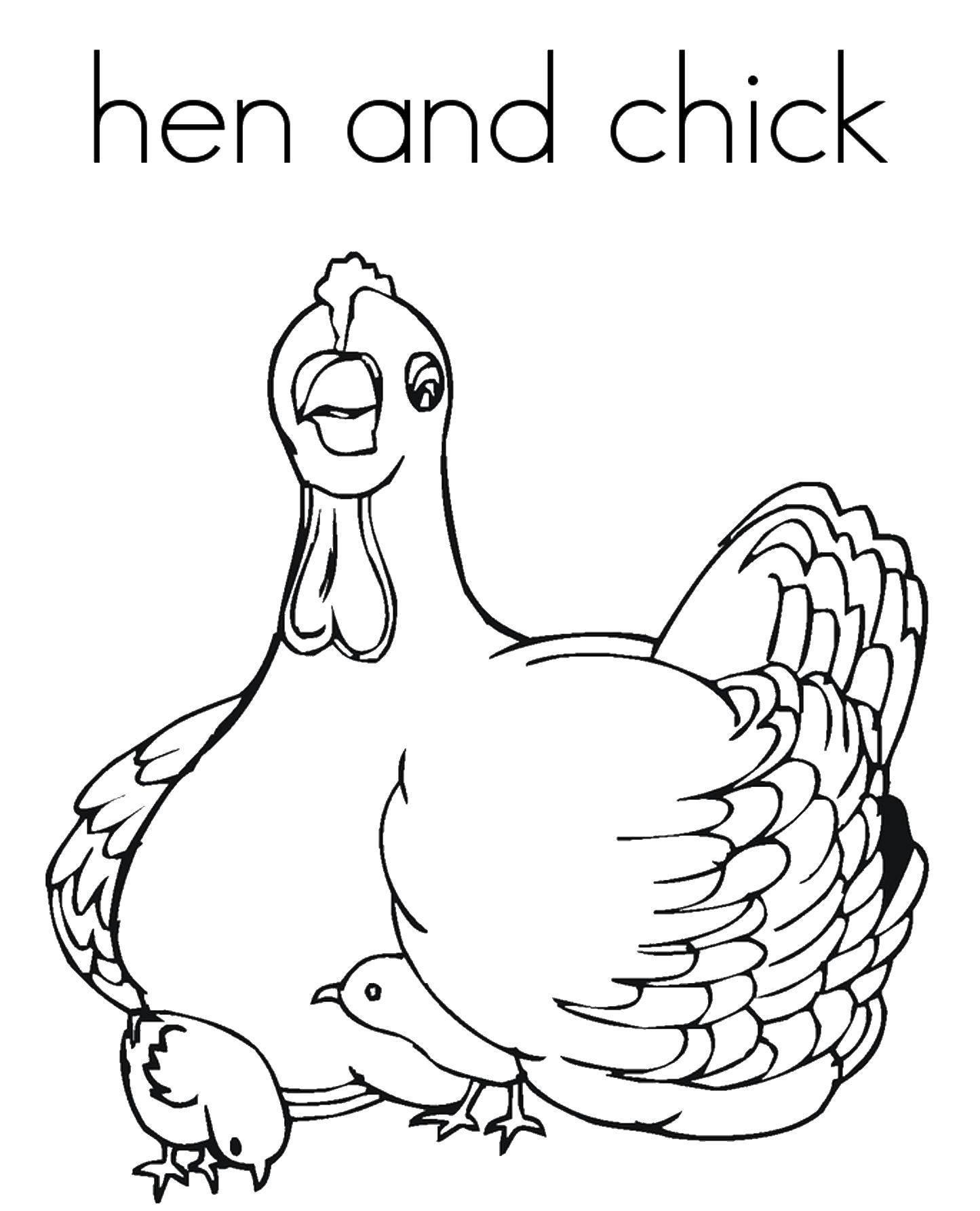 Раскраска птицы курицы и цыпленка для детей (курица, цыпленок)