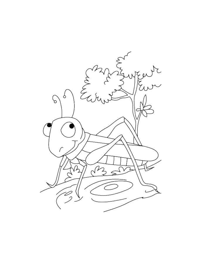 Раскраска насекомых кузнечик (насекомые, кузнечик)