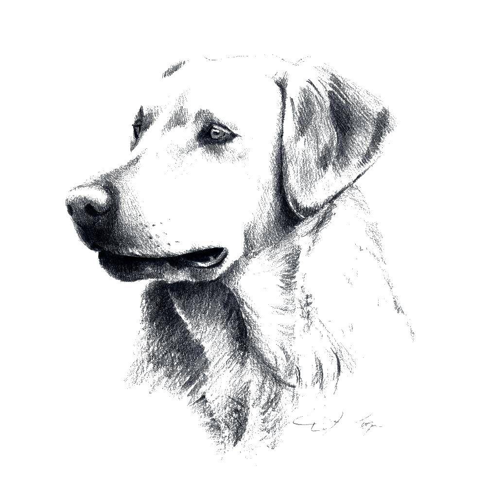 Раскраска с собакой Лабрадор: детишки могут раскрасить свою любимую породу собак (собаки, Лабрадор)