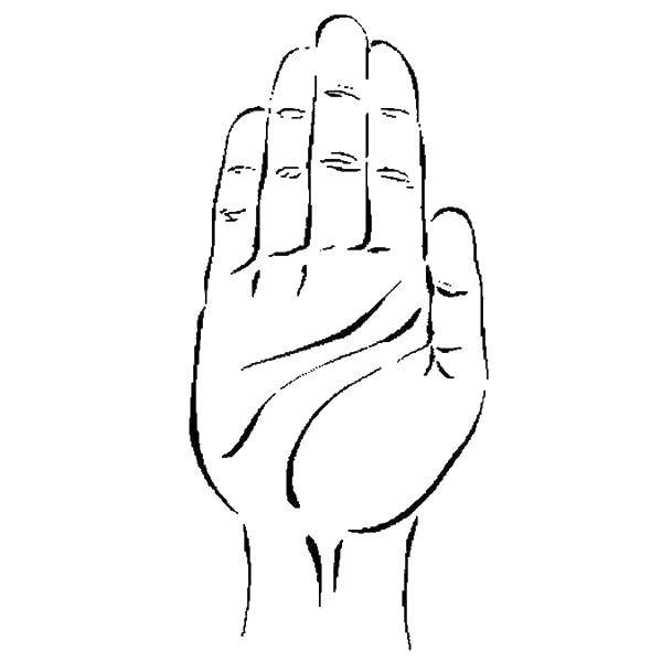Контур руки и ладошки для вырезания ладонь, пальцы (руки, пальцы)