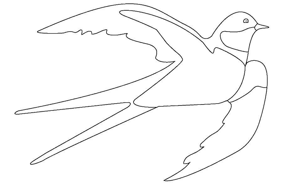 Раскраска с контуром птицы ласточки для вырезания (контуры, ласточки)