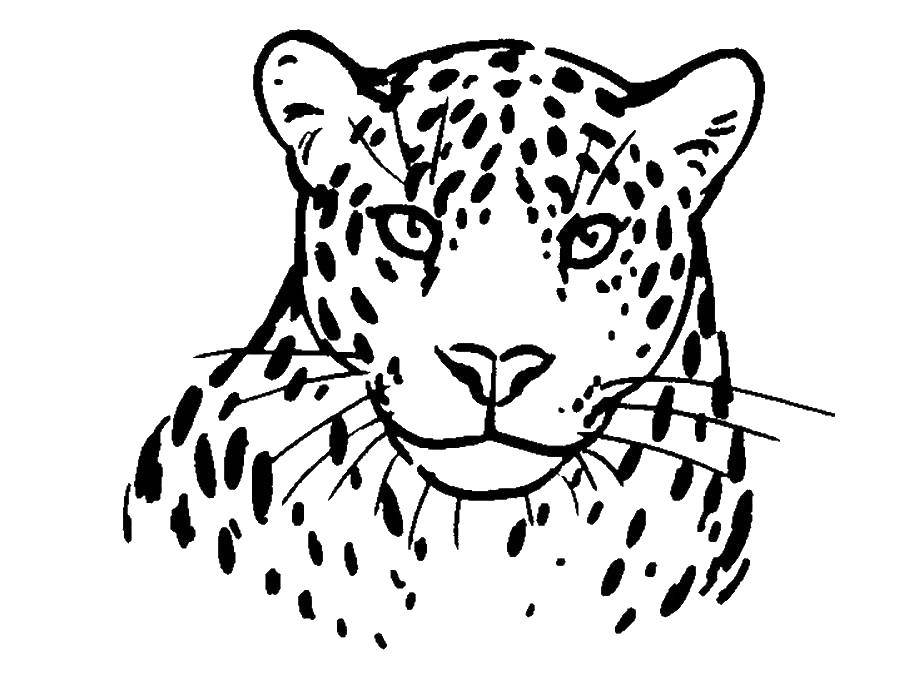 Раскраски леопард - изображение (леопард)
