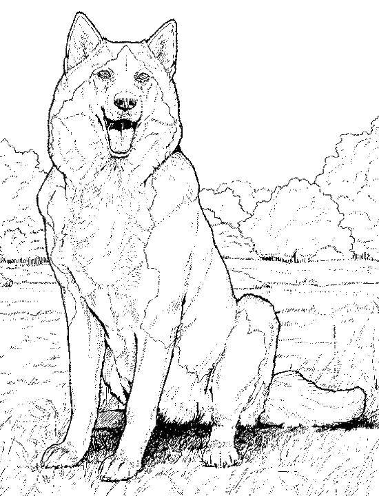 Раскраска с волком, подходящая для детей (волки)