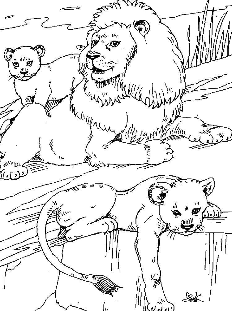 Раскраска с изображением главного героя мультика Король Лев (мультик, изображения)