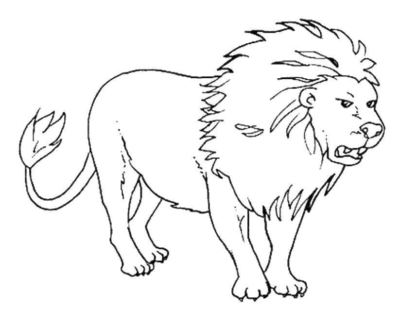 Раскраска льва - дикий животный мир для детей (лев, дикие, животные, грива)