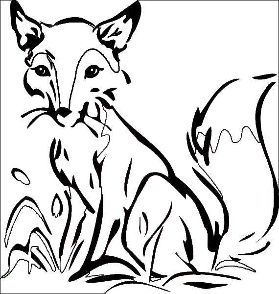Раскраска лисицы для детей (лисица)