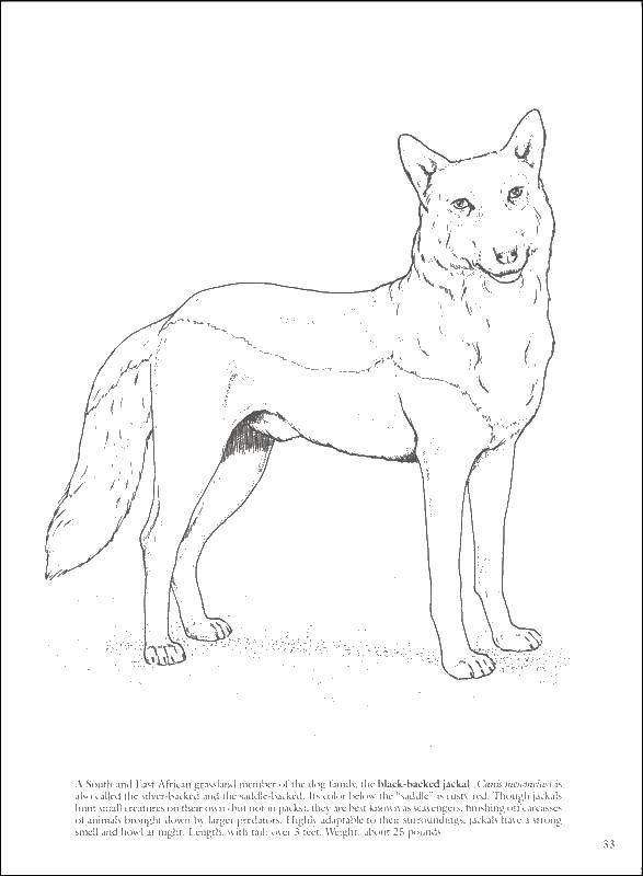 Раскраска лисицы с ушками и хвостом (лисица, ушки, дикие)