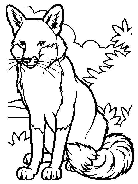 Раскраска с изображением лисы для детей (животные, лиса)