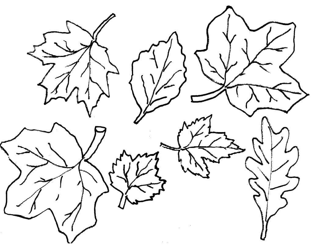 Раскраска с изображением животных играющих в листве во время Осеннего листопада