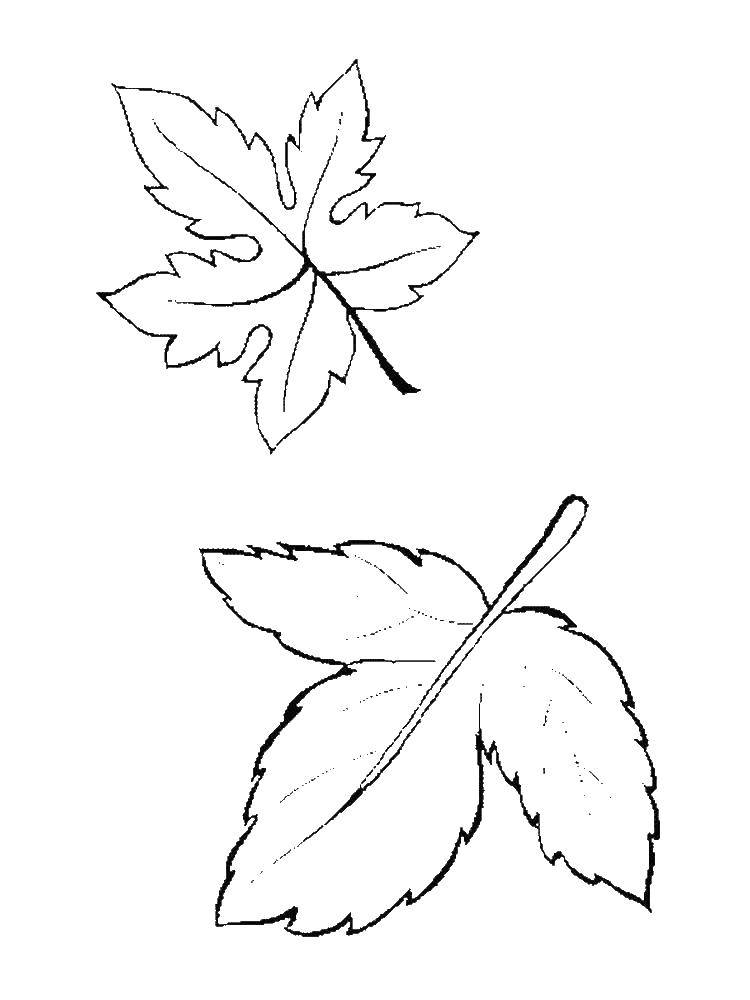 Раскраска с контурами листьев и листьями (контуры)