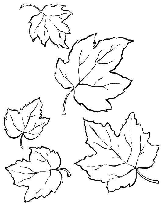 Раскраски с контурами листьев для детей