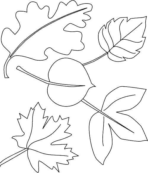 Раскраска с контурами листьев листья для детей (контуры)