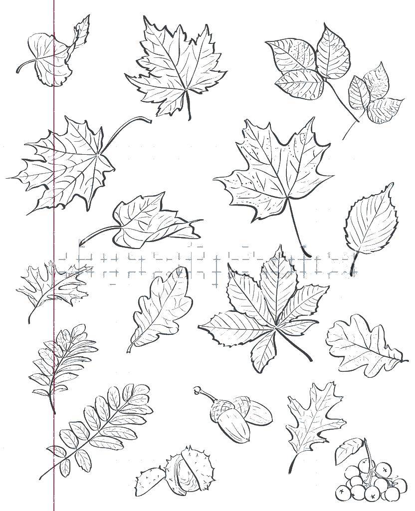 Раскраска с контурами листьев для детей (листья, контуры, краски)