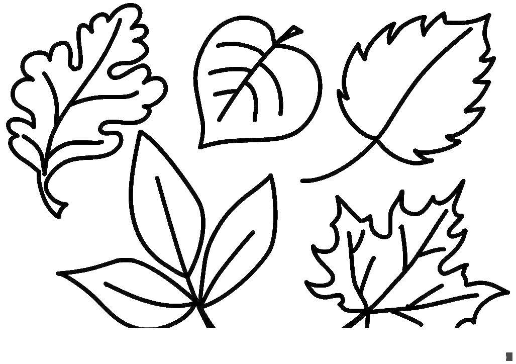 Раскраска растения листья для детей (растения, листья, внимательность)