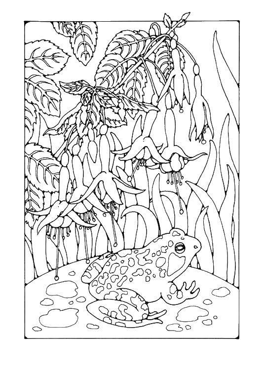Раскраска с изображением животных, лягушек и цветов (животные, лягушки, цветы)