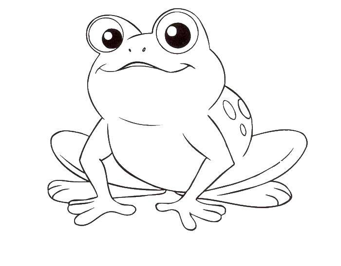 Раскраска животного - лягушки (лягушка)