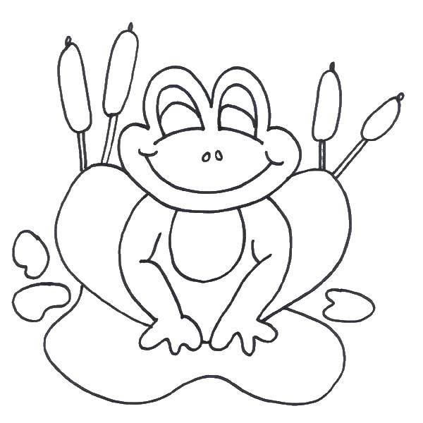 Раскраска животных: лягушка (лягушка, развивающая)