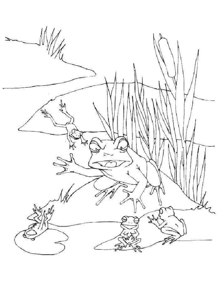 Раскраска лягушек на пруду для детей (лягушки, пруд, развивающие)