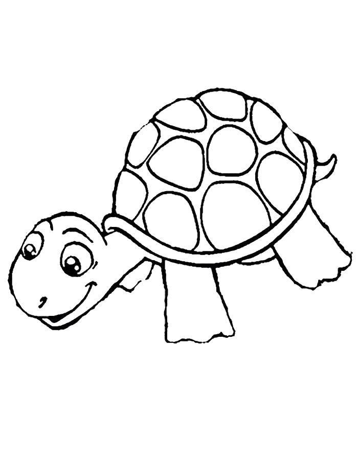 Черепаха в панцире - раскраска для детей (черепаха, животные, панцирь)