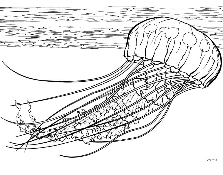 Раскраска морских обитателей, подводного мира и медузы для детей (развлечение)