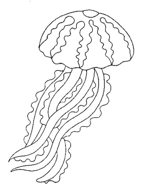 Раскраска морских обитателей: сцифоидная, медуза (морские, обитатели, сцифоидная, медуза, развивающая)