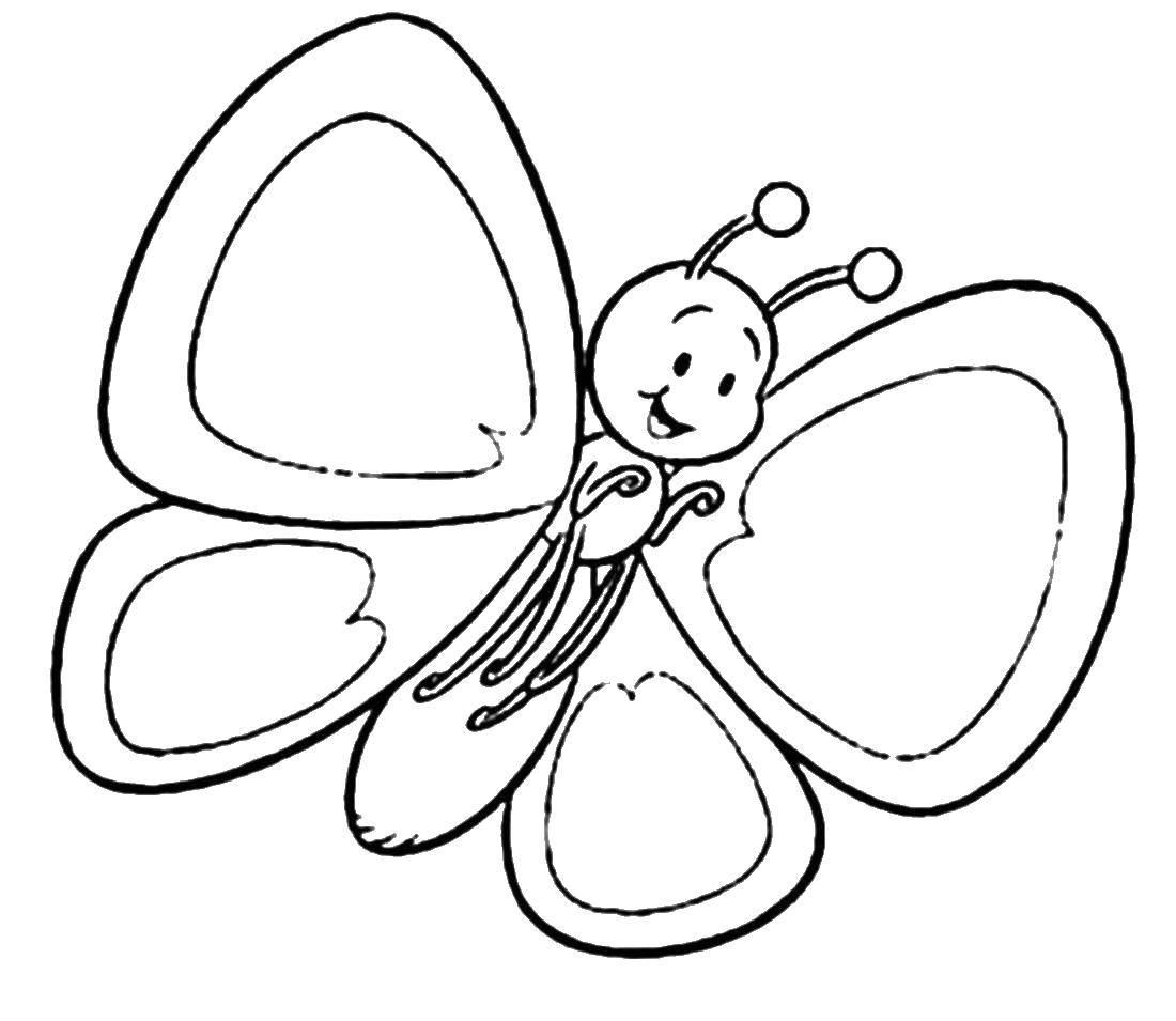 Раскраска бабочки с яркими крыльями (бабочки)
