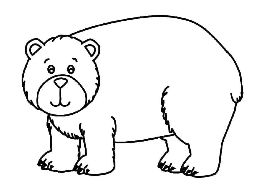 Раскраска медведь для детей всех возрастов (медведь)