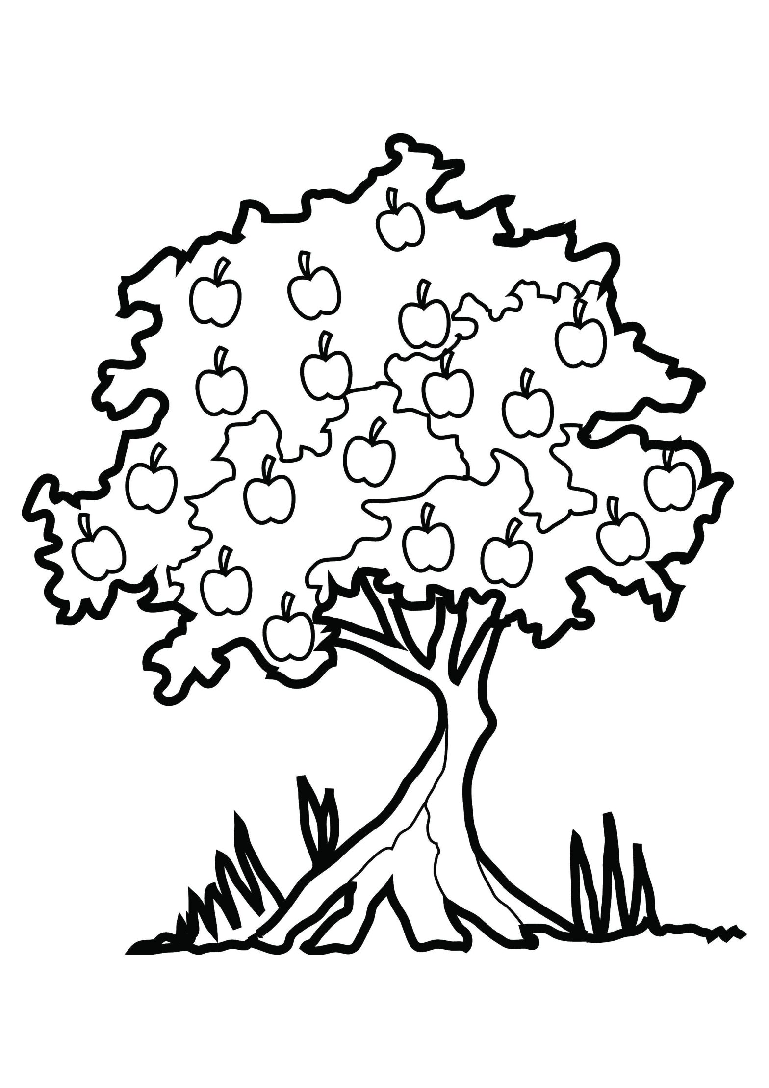 Раскраска дерева (узнать, лист, яблоня)