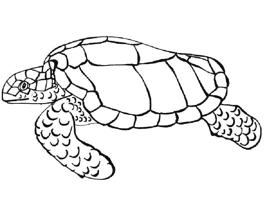 Раскрашенная морская черепаха с панцирем (морская, черепаха, панцирь)