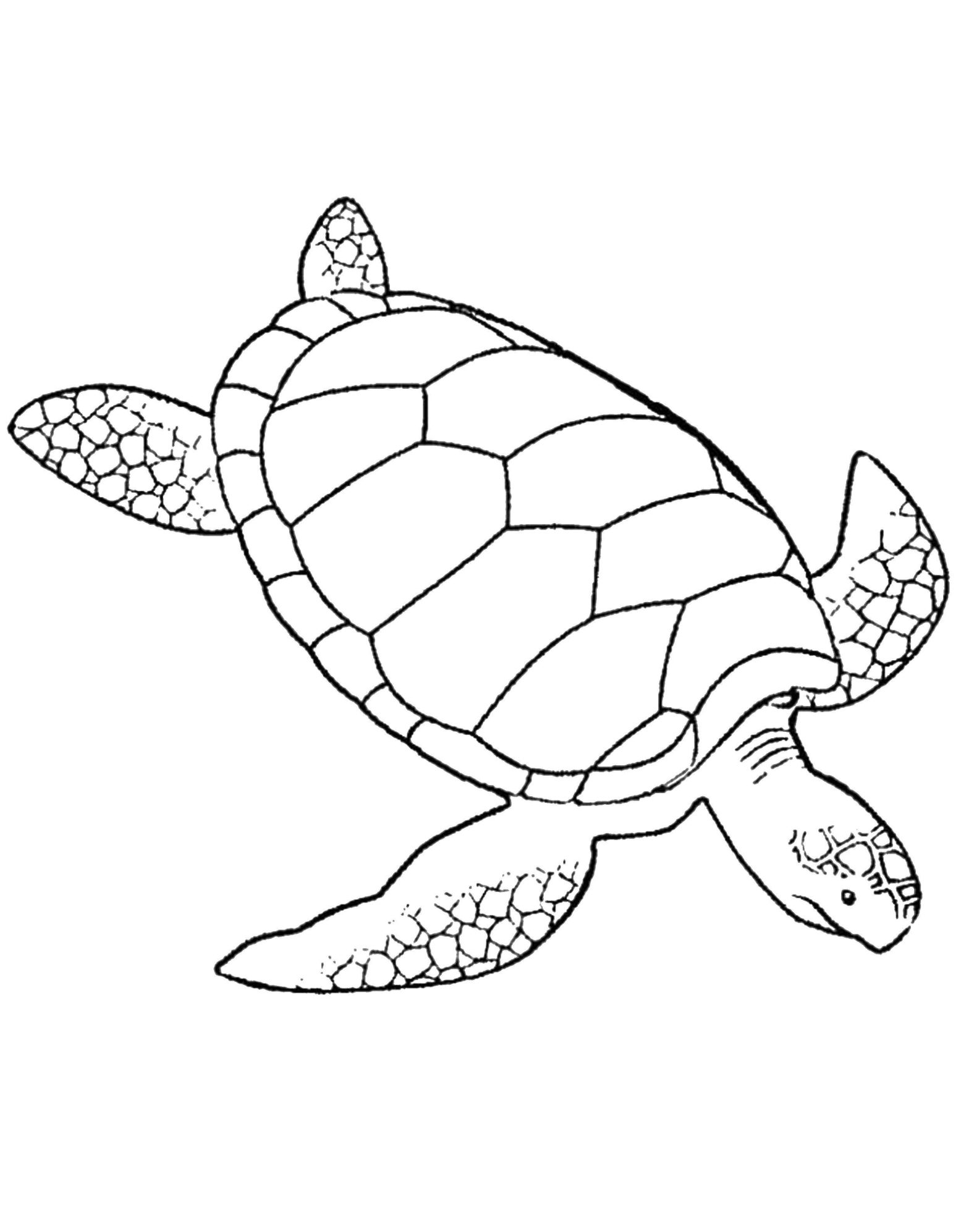 Раскраска морского подводного мира с изображением черепахи (морское, подводный, мир, черепаха)