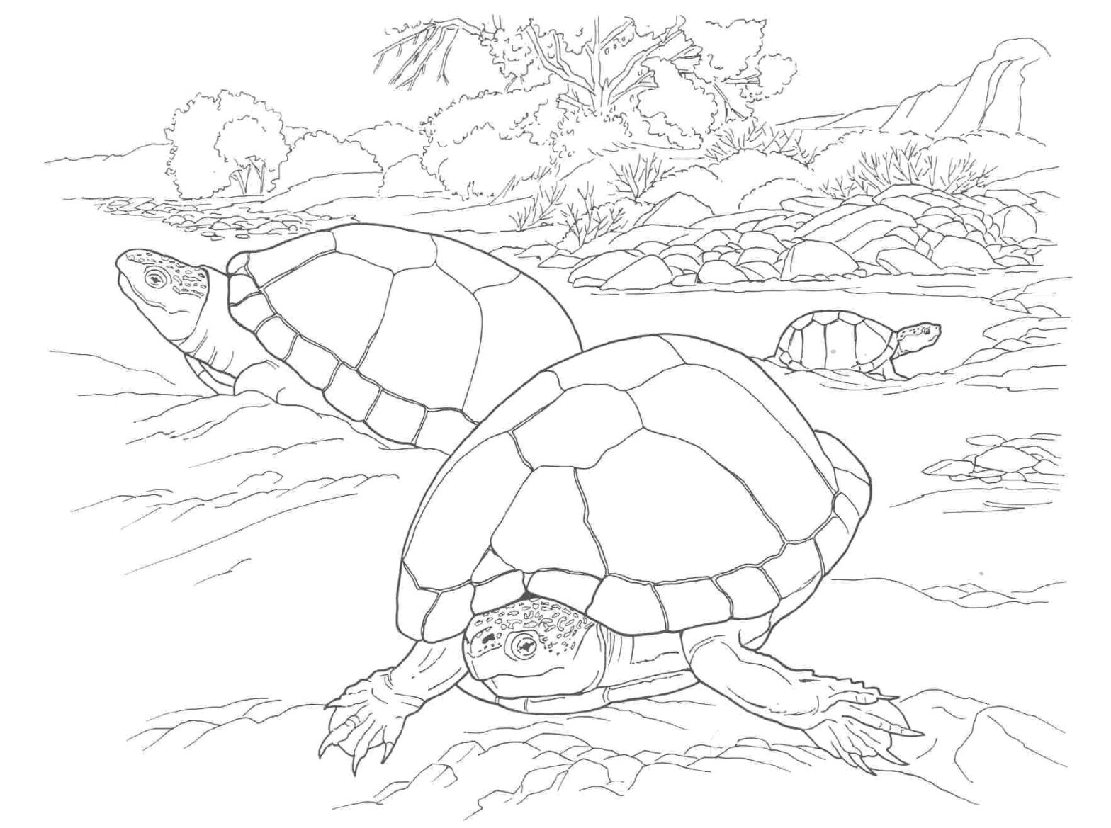 Раскраска рептилий и черепах для детей (черепахи)