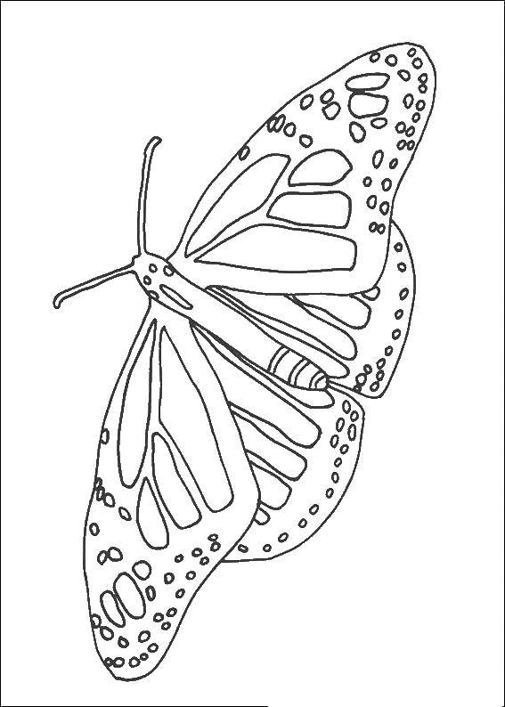 раскраска бабочки для девочек (бабочки, развлечение)