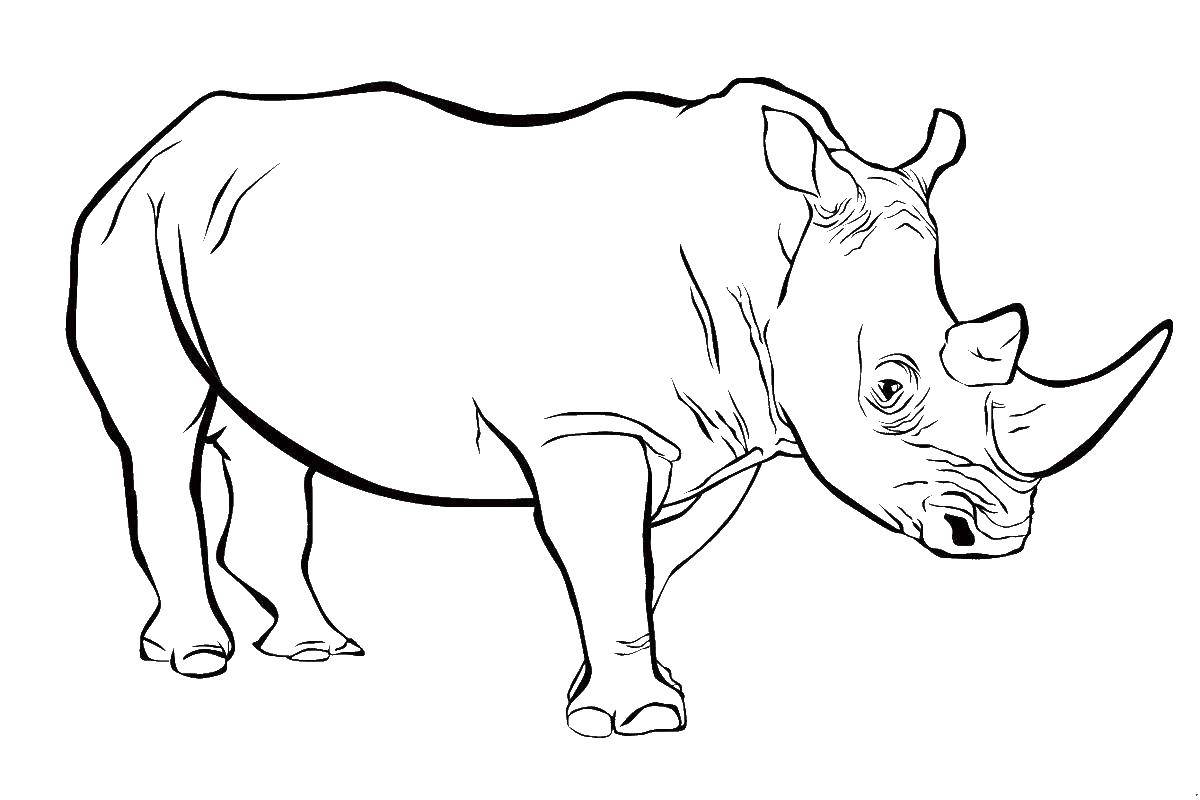 Раскраска дикого животного - носорог (животные, носорог)