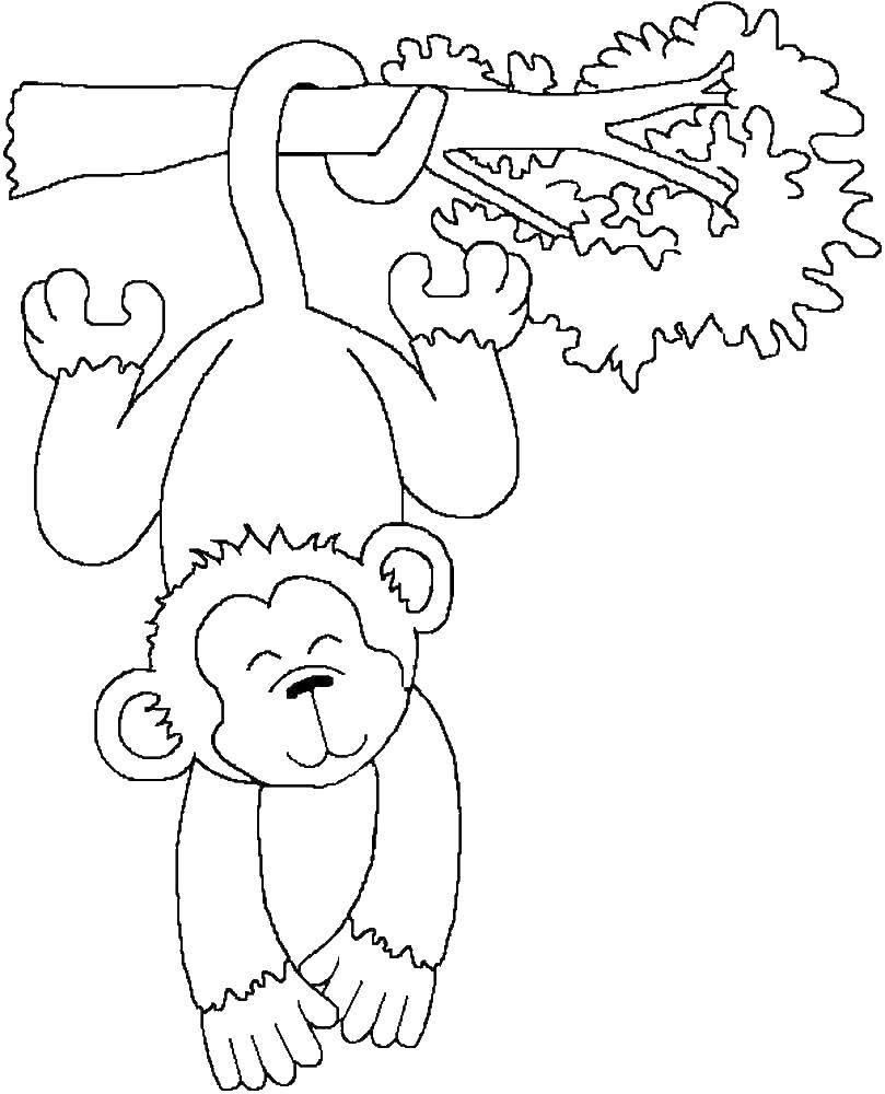 Раскраска Обезьяна для детей (обезьяна)