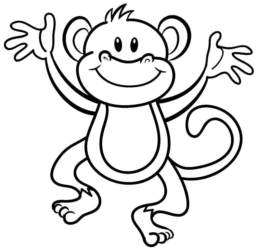 Раскраска животных обезьян для детей (обезьяна)