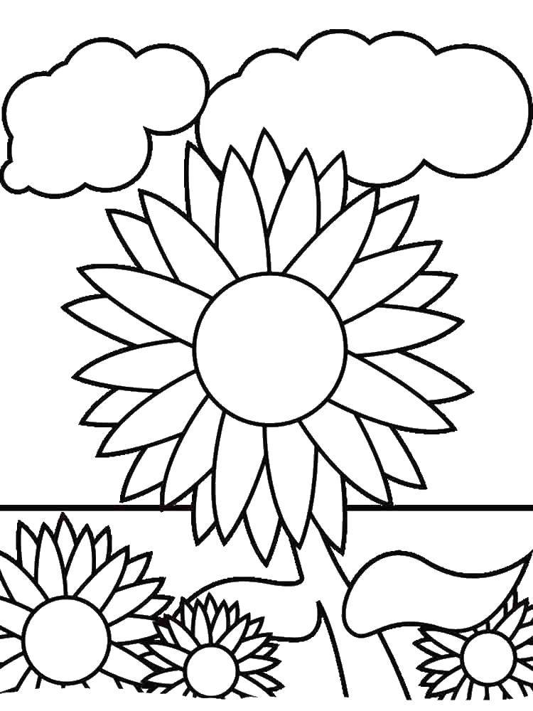 Раскраска Растение облака и подсолнухи для детей (подсолнухи)