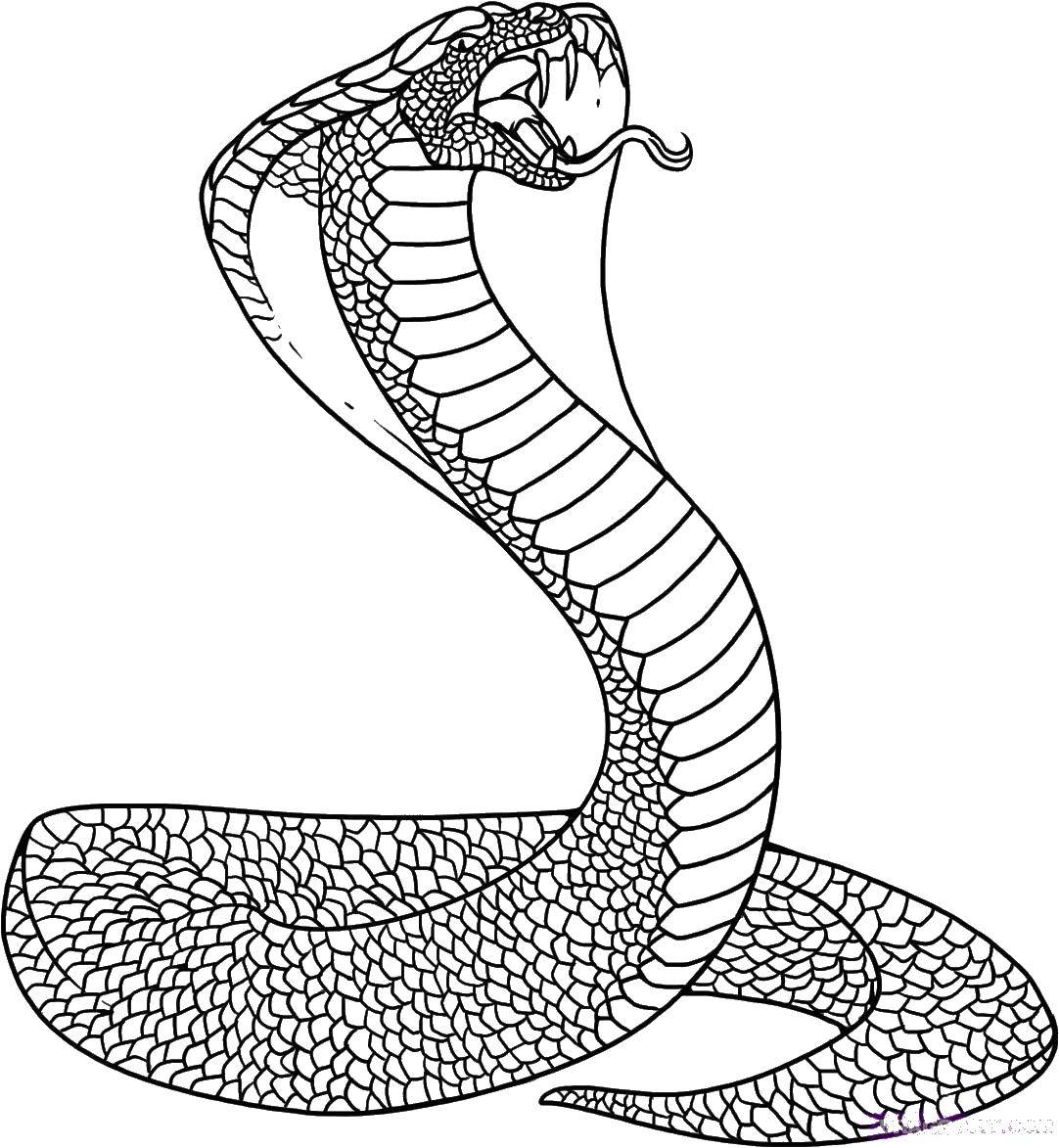 Раскраска змеи для детей (развлечение)