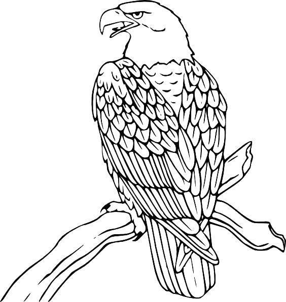 Раскраска с изображением птиц, орла и гор (горы)