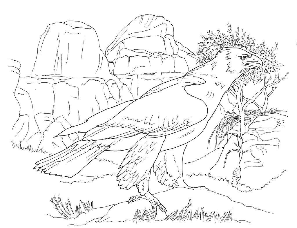 Раскраска Пустыня Птицы: Орёл на фоне гор (пустыня, орёл, горы)