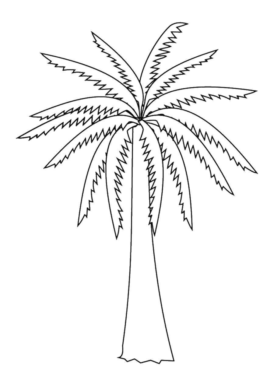 Раскраска с контурами листьев пальма для развития мелкой моторики и учения цветов (контуры, пальма)
