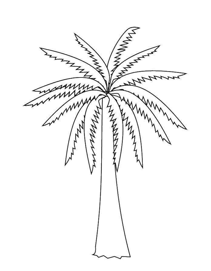 Дерево пальмы для раскраски