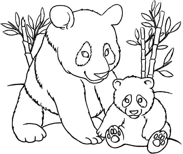 Раскраска панды и ее детеныша с бамбуком (бамбук)
