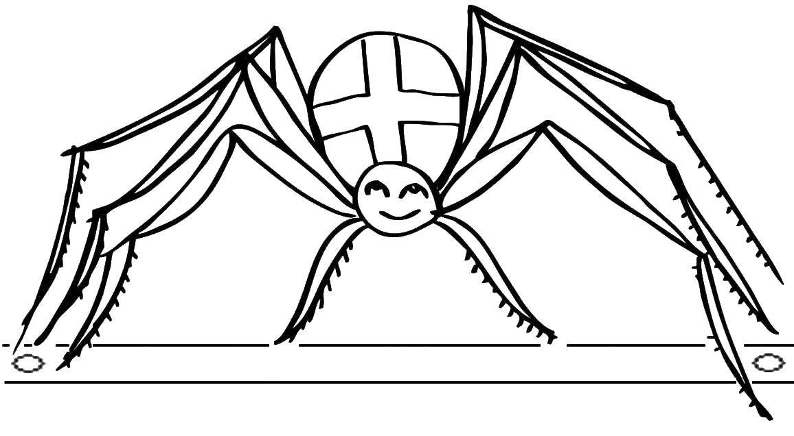 Раскраска на тему насекомые и паук для детей (паук)