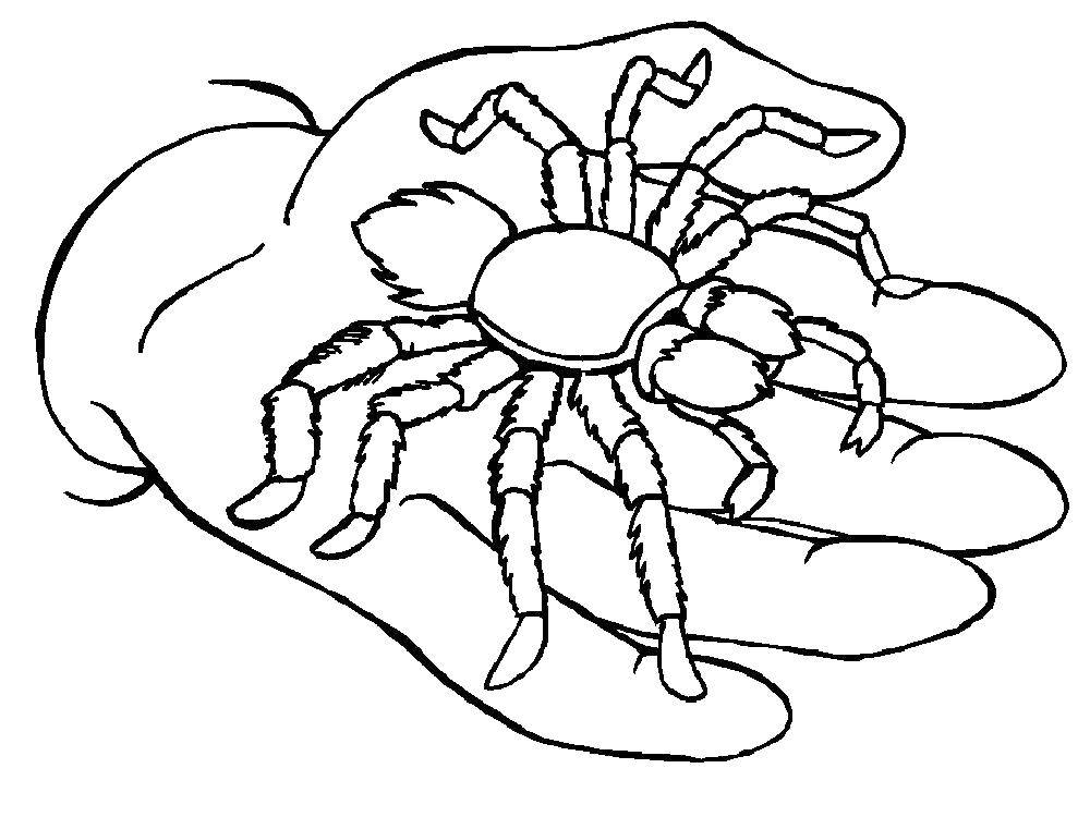 Раскраска паук и насекомые (пауки)